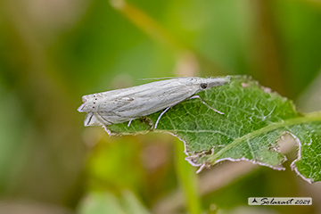 Crambus lathoniellus
