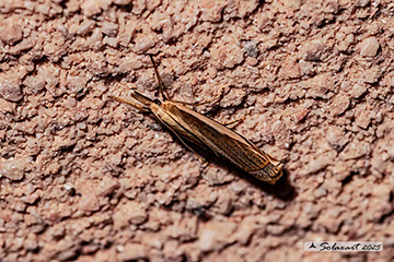 Crambus pascuella