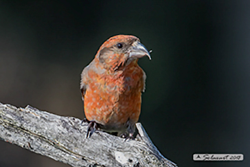 Crociere - Loxia curvirostra