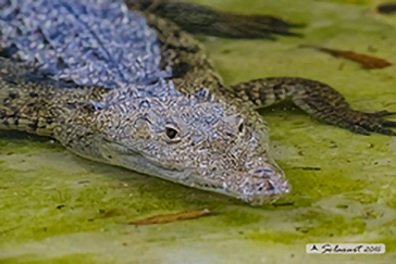 Crocodylidae