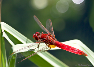 Libellula Saturata -  Crocothemis Erythraea - maschio