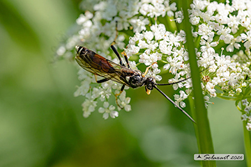 Ctenichneumon panzeri