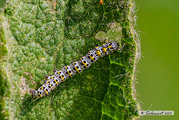 Cucullia verbasci