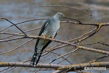 Cuckoo