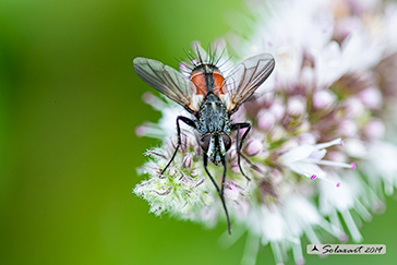 Cylindromyia auriceps