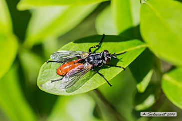 Cylindromyia bicolor