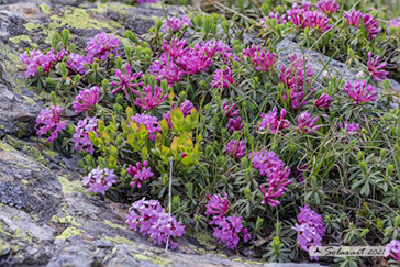 Daphne striata