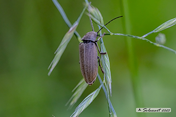 Dascillus cervinus