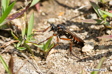 Dasypogon diadema