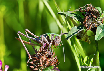 Decticus verrucivorus