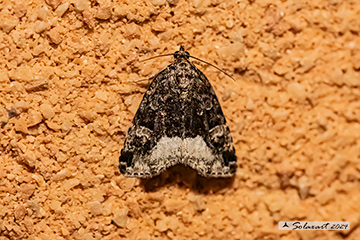 Deltote pygarga