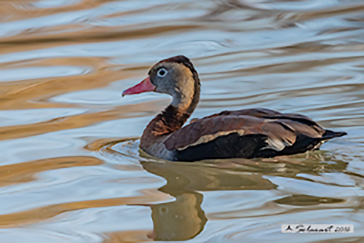 Dendrocygna autumnalis; Dendrocigna pancianera; Black-bellied whistling duck