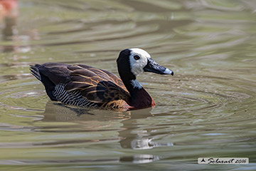 Dendrocygna viduata; Dendrocigna facciabianca; White-faced whistling duck