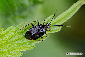 Deraeocoris ruber