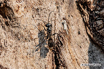 Deuteragenia subintermedia