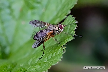 Dexiosoma caninum
