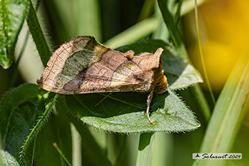 Diacrisia chrysitis