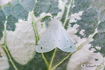 Diaphora mendica