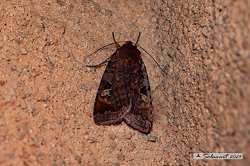 Diarsia brunnea