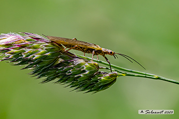 Dinocras sp