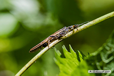 Dinocras ferreri