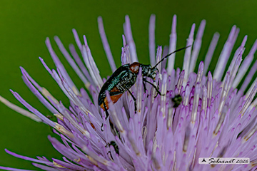 Dinoptera collaris