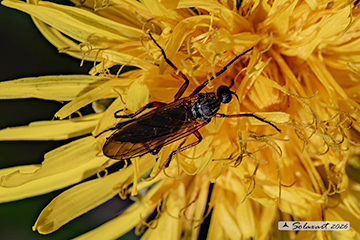 Dioctria oelandica