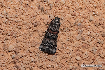 Dioryctria abietella