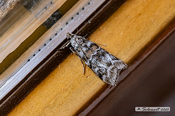 Dioryctria banksiella