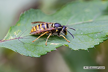Dolichovespula saxonica