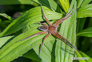 Dolomedes plantarius