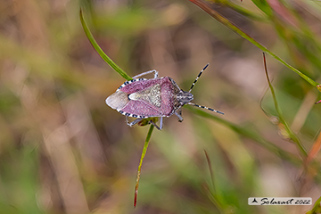 Dolycoris baccarum