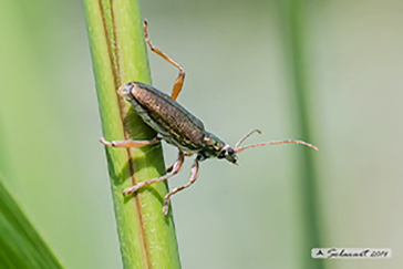 Donacia clavipes