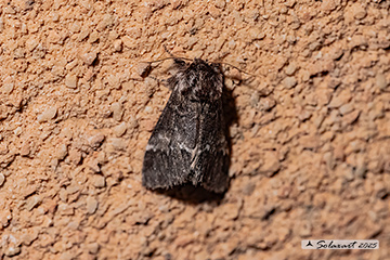 Drymonia dodonaea