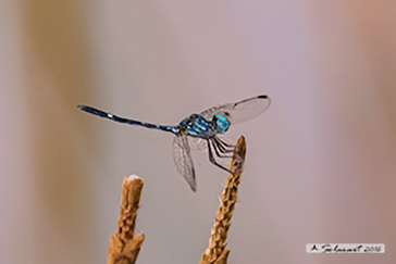 Dythemis nigra