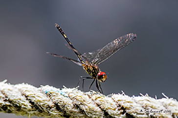 Dythemis sterilis