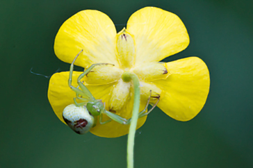 Ebrechtella tricuspidata