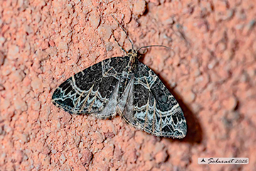 Ecliptopera silaceata