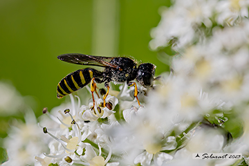 Ectemnius sp