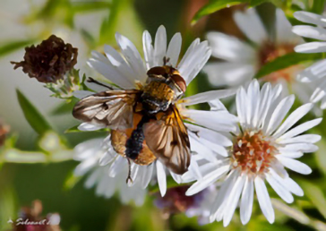 Ectophasia crassipennis