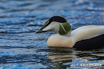 Common Eider, Edredone