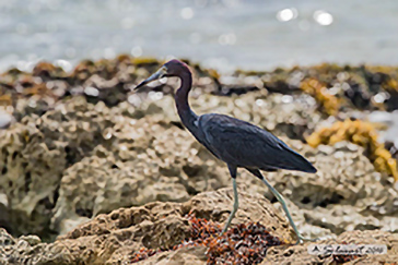 Egretta_caerulea-Airone_azzurro_minore