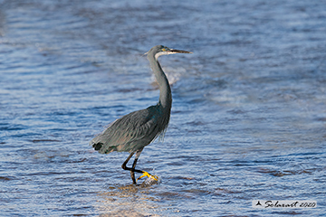 Airone schistaceo, Egretta gularis