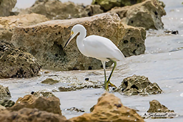 Garzetta nivea (Egretta thula)