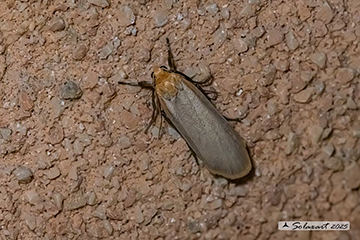 Eilema depressa