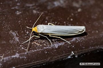 Eilema uniola