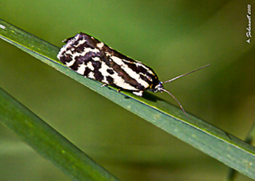 Emmelia trabealis