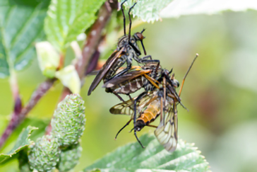 Empis tessellata 