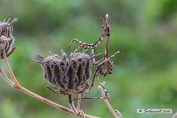 Empusa pennata