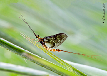 Ephemera danica